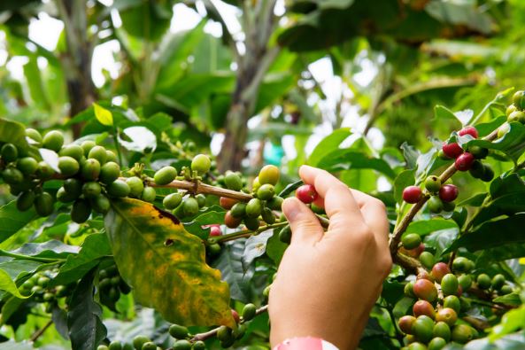 Colombian coffee flavors and their history